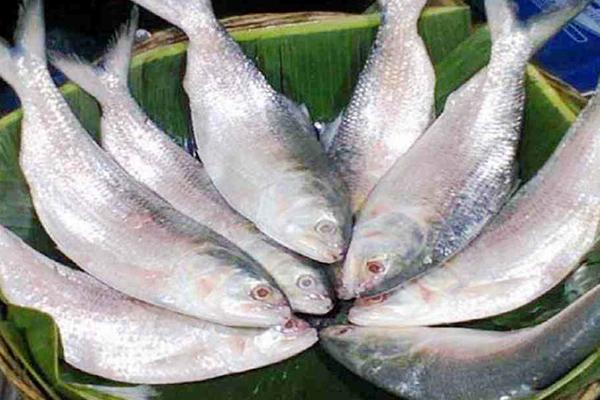 Hilsa Fish2